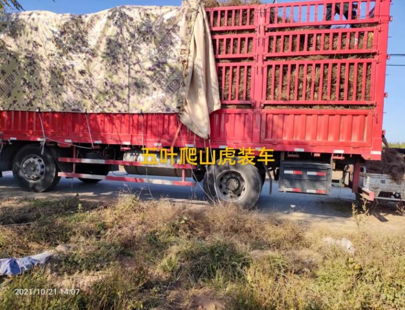 五叶爬山虎工程护坡山体绿化产地直发保售后成活率高视频看货