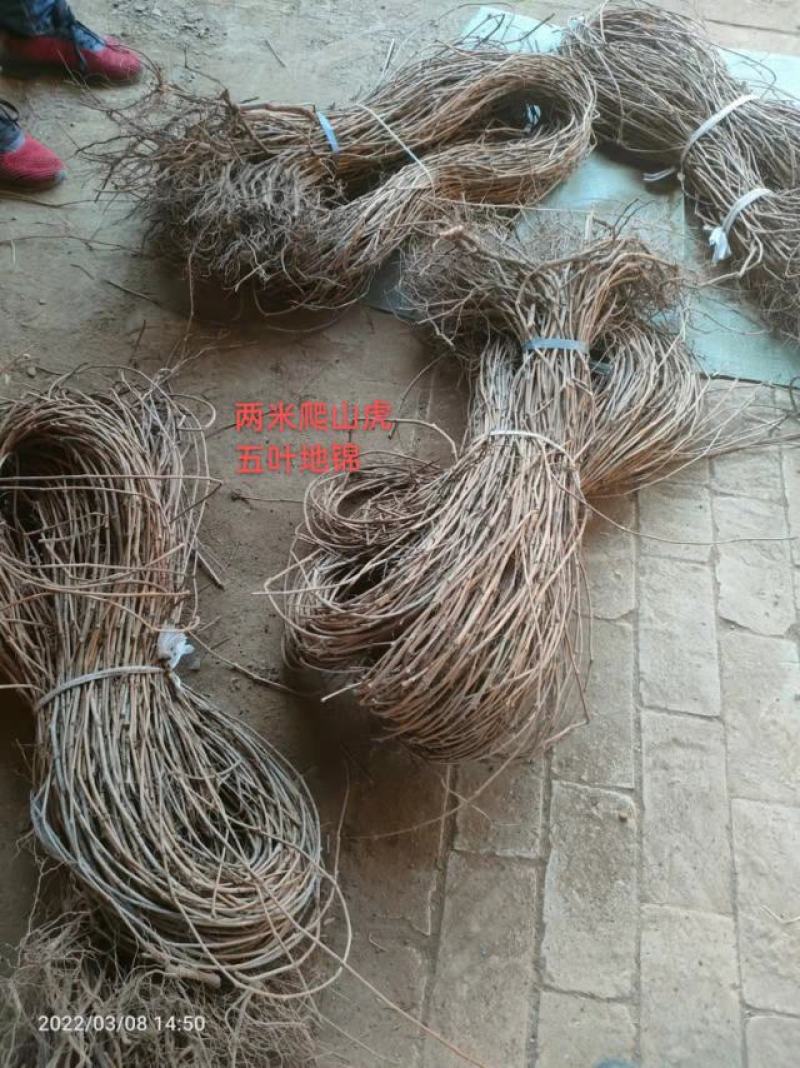 五叶爬山虎工程护坡山体绿化产地直发保售后成活率高视频看货