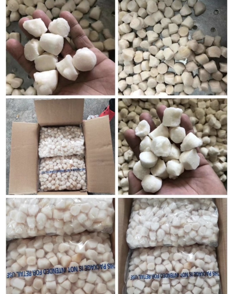 【产地直供】鲜货速冻新鲜扇贝柱扇贝丁江苏海鲜水产