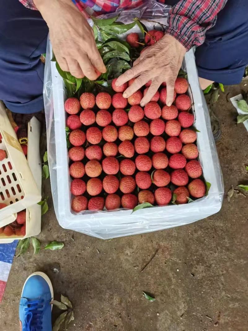 大量供应广东茂名电白白糖婴荔枝一手货源现在现发