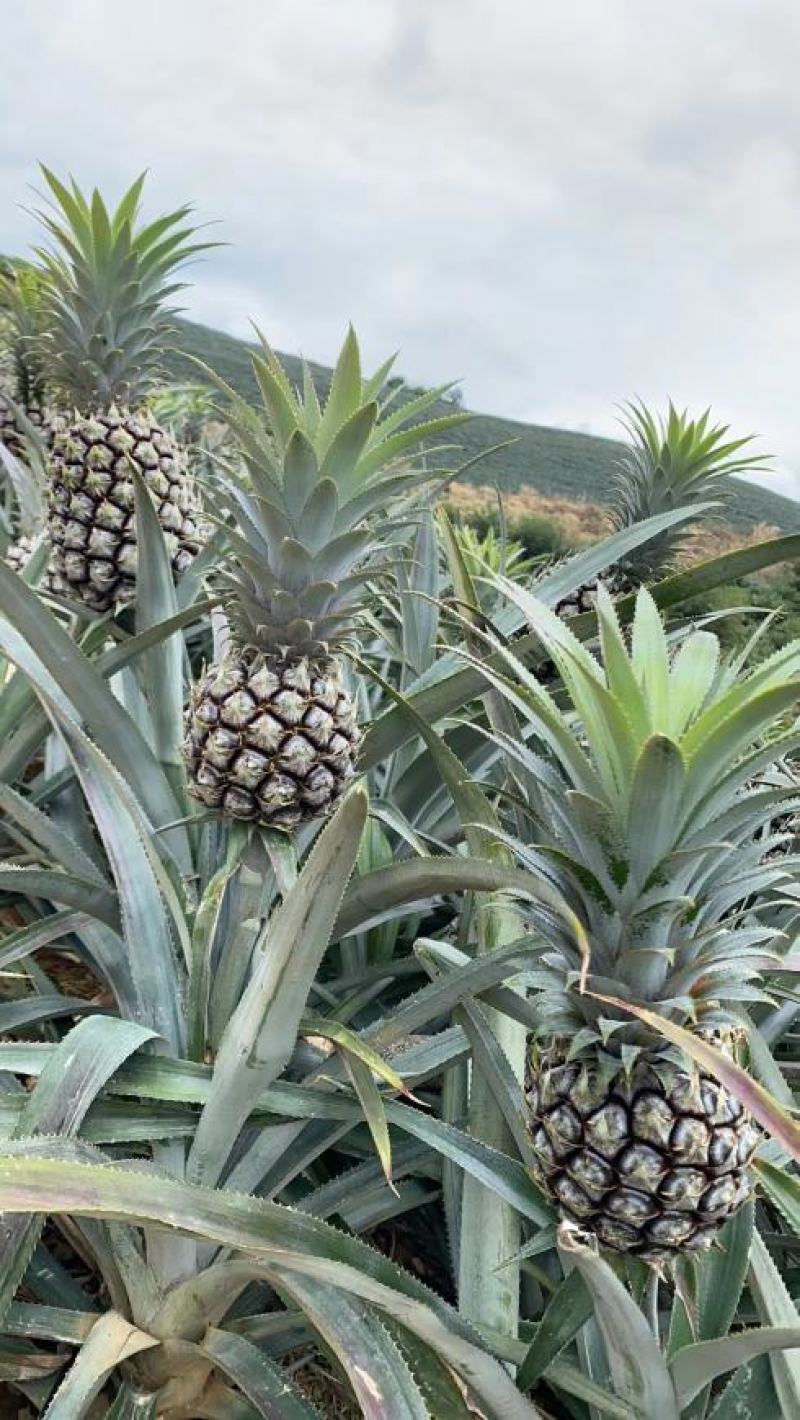 香水小菠萝