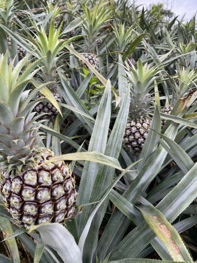 香水小菠萝