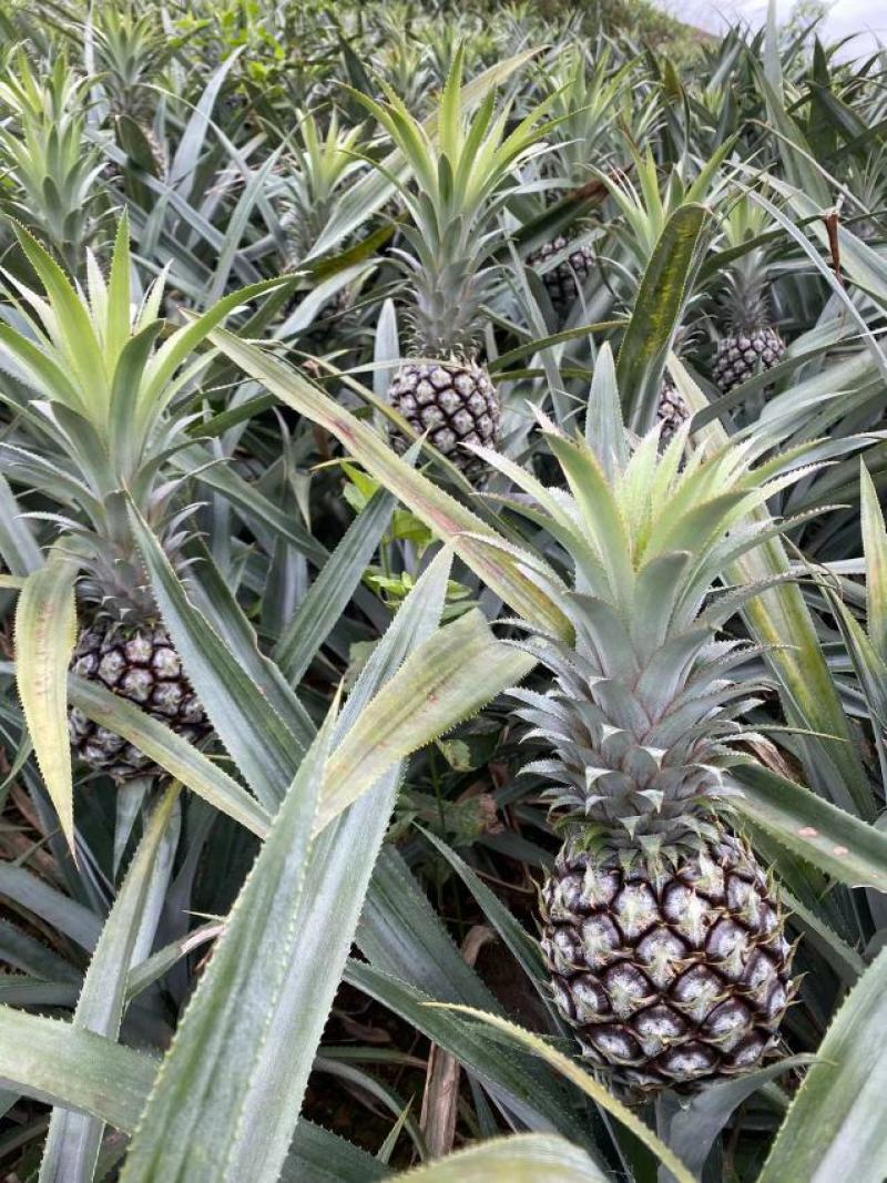 香水小菠萝