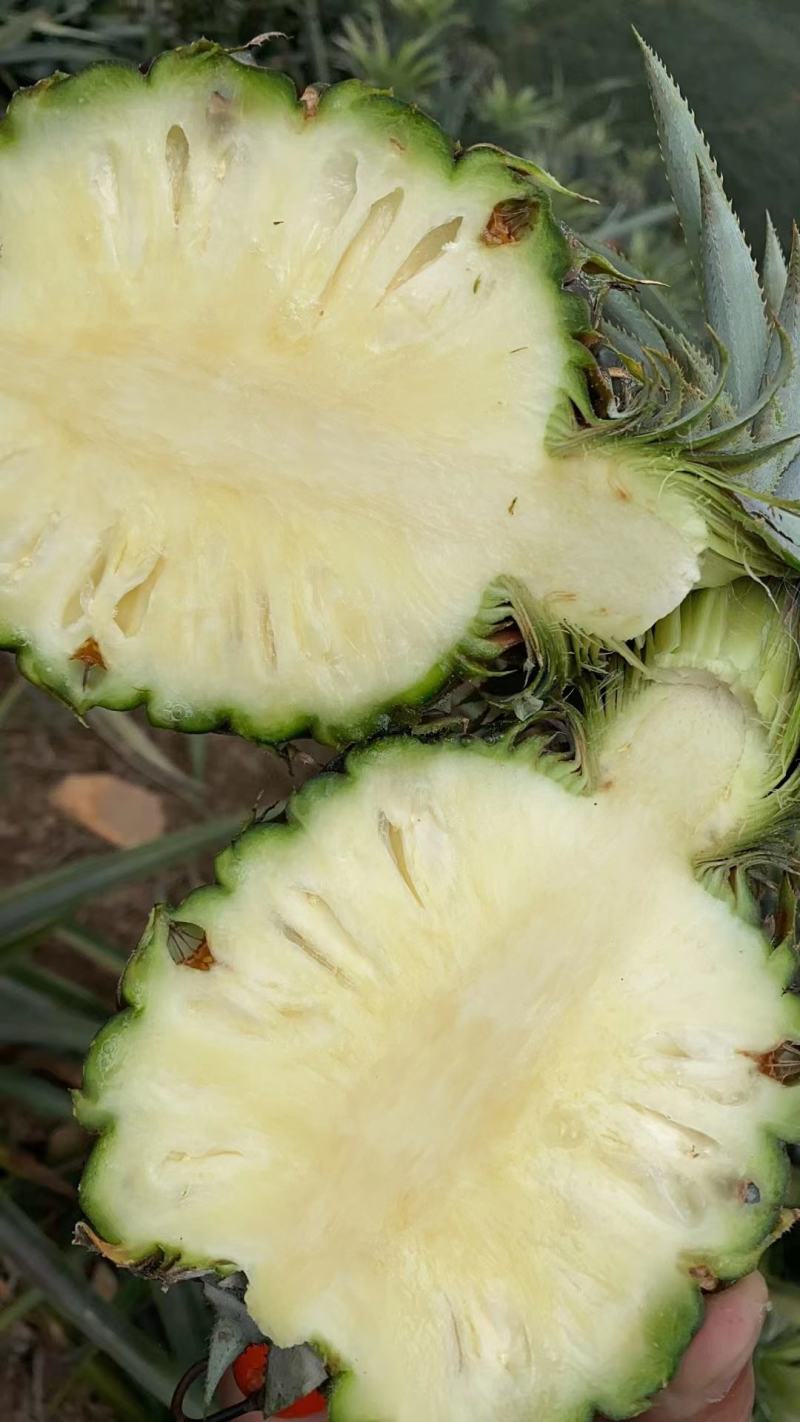 香水小菠萝