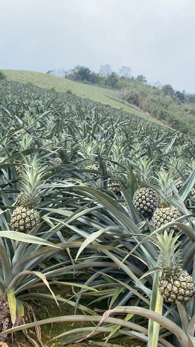 香水小菠萝