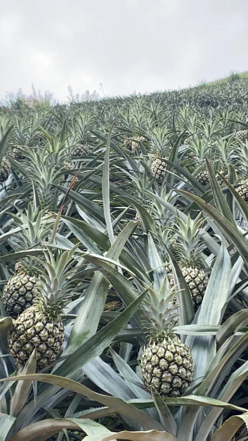香水小菠萝
