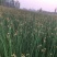 水葱、原产地、无中间商、根茎多易活，质量有保证。
