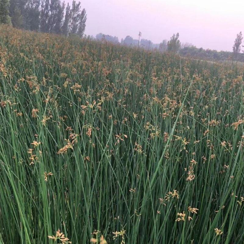水葱、原产地、无中间商、根茎多易活，质量有保证。