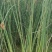 水葱、原产地、无中间商、根茎多易活，质量有保证。
