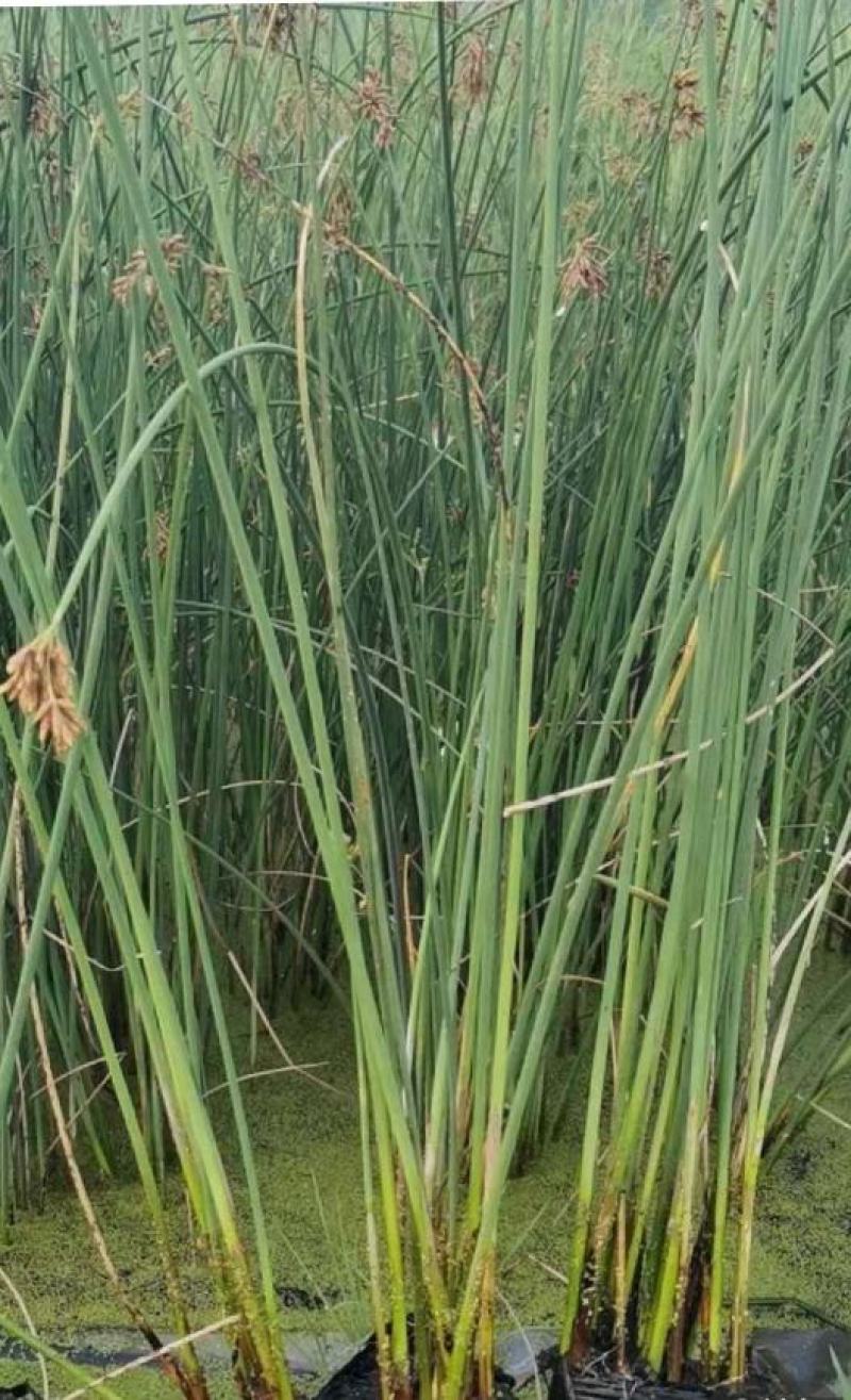 水葱、原产地、无中间商、根茎多易活，质量有保证。