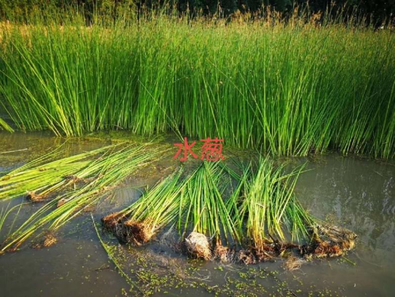 水葱、原产地、无中间商、根茎多易活，质量有保证。