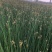 水葱、原产地、无中间商、根茎多易活，质量有保证。