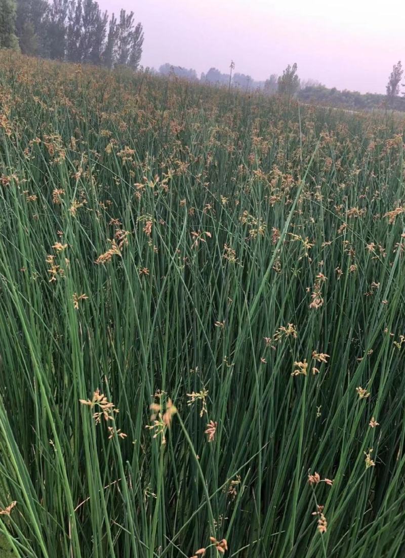 水葱、原产地、无中间商、根茎多易活，质量有保证。
