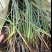 水葱、原产地、无中间商、根茎多易活，质量有保证。