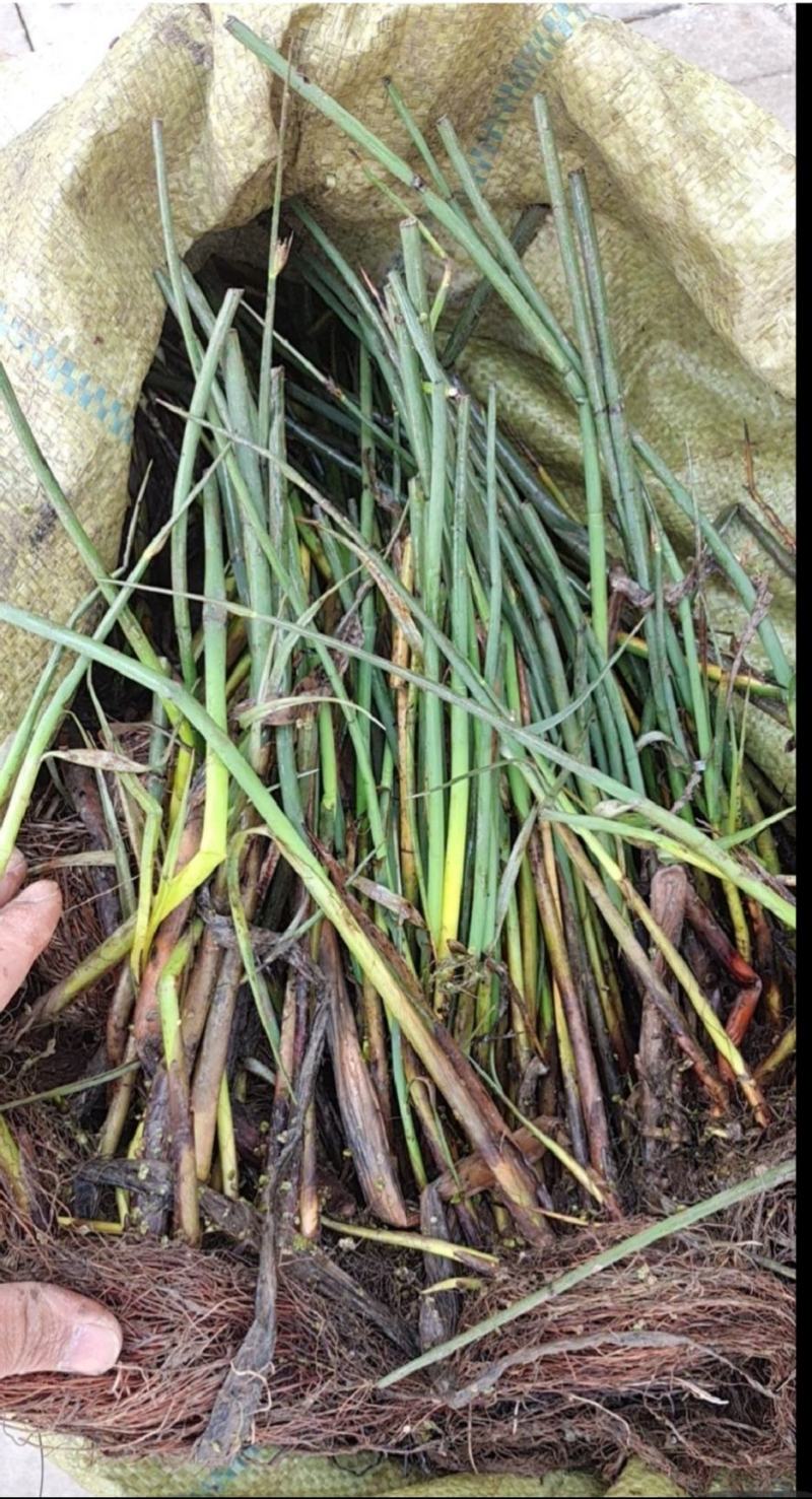 水葱、原产地、无中间商、根茎多易活，质量有保证。