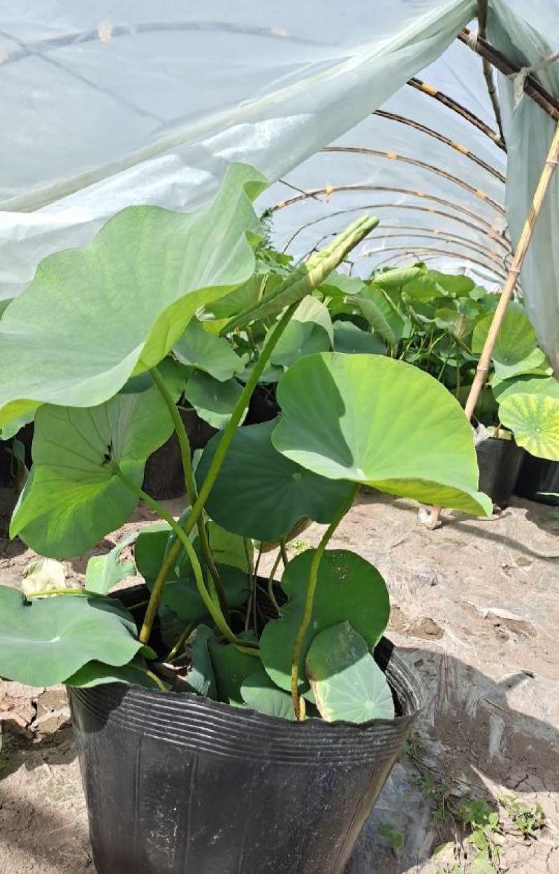 盆栽荷花、每袋3颗种苗、荷花苗、精品荷花盆栽、