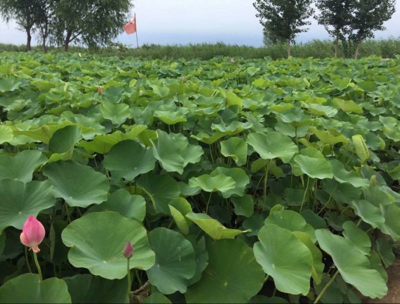 盆栽荷花、每袋3颗种苗、荷花苗、精品荷花盆栽、