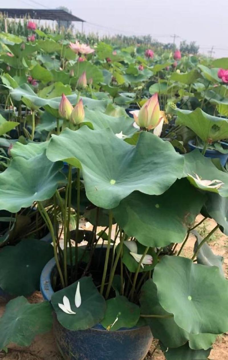 盆栽荷花、每袋3颗种苗、荷花苗、精品荷花盆栽、