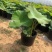 盆栽荷花、每袋3颗种苗、荷花苗、精品荷花盆栽、