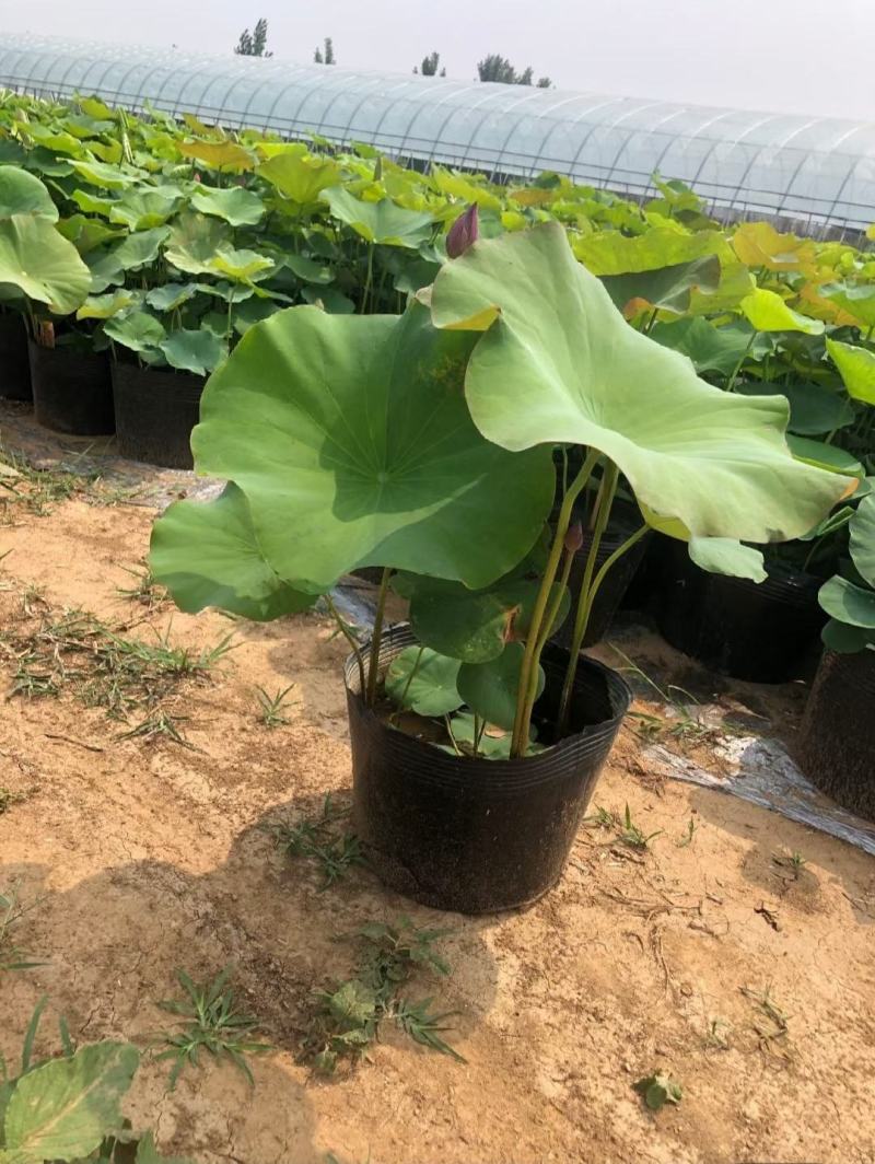 盆栽荷花、每袋3颗种苗、荷花苗、精品荷花盆栽、
