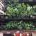 盆栽荷花、每袋3颗种苗、荷花苗、精品荷花盆栽、