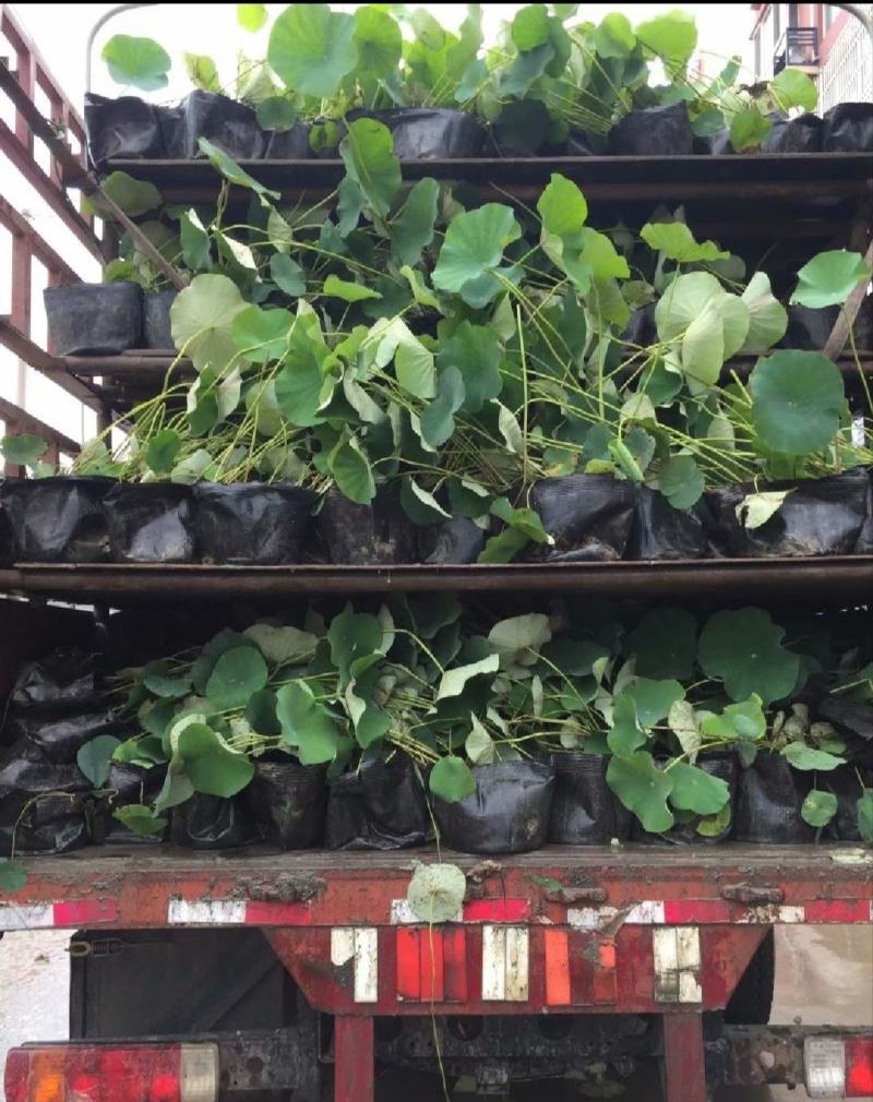 盆栽荷花、每袋3颗种苗、荷花苗、精品荷花盆栽、