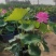 盆栽荷花、每袋3颗种苗、荷花苗、精品荷花盆栽、