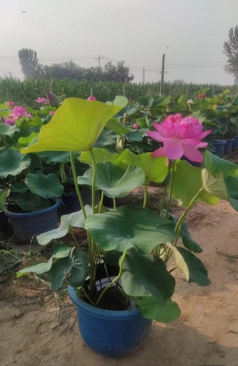 盆栽荷花、每袋3颗种苗、荷花苗、精品荷花盆栽、