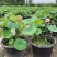 盆栽荷花、每袋3颗种苗、荷花苗、精品荷花盆栽、