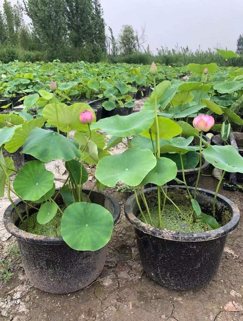 盆栽荷花、每袋3颗种苗、荷花苗、精品荷花盆栽、