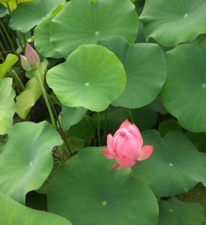 盆栽荷花、每袋3颗种苗、荷花苗、精品荷花盆栽、