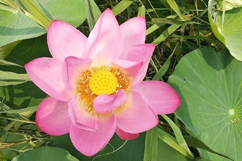盆栽荷花、每袋3颗种苗、荷花苗、精品荷花盆栽、