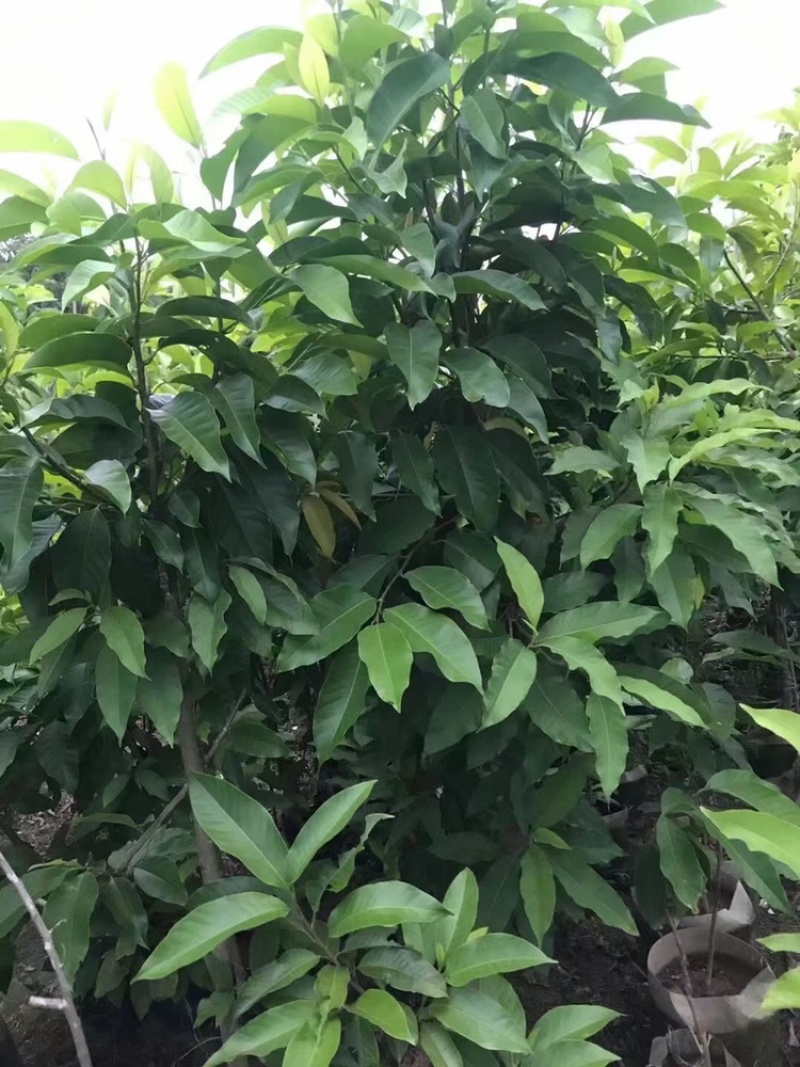 白玉兰树