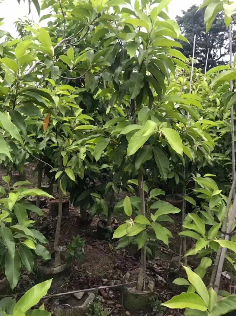 白玉兰树