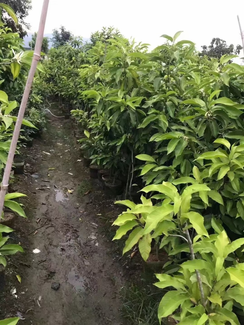 白玉兰树