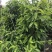 白玉兰树