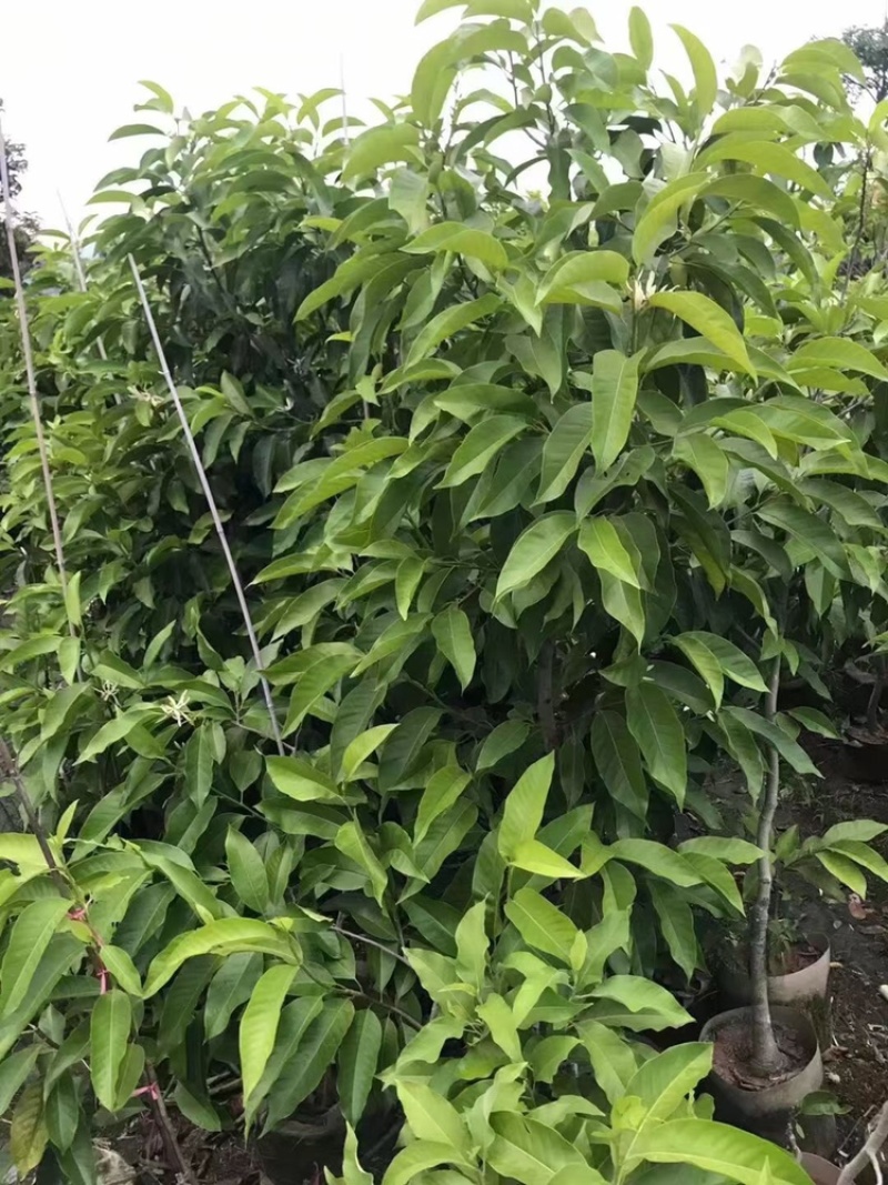 白玉兰树