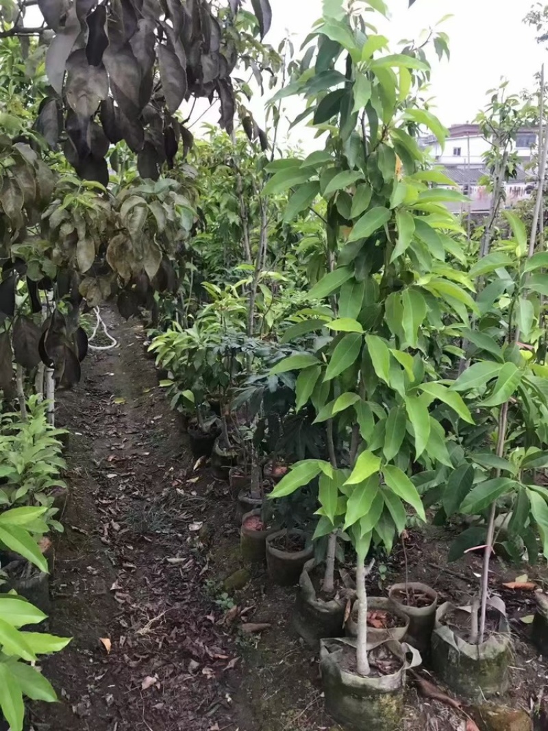 白玉兰树