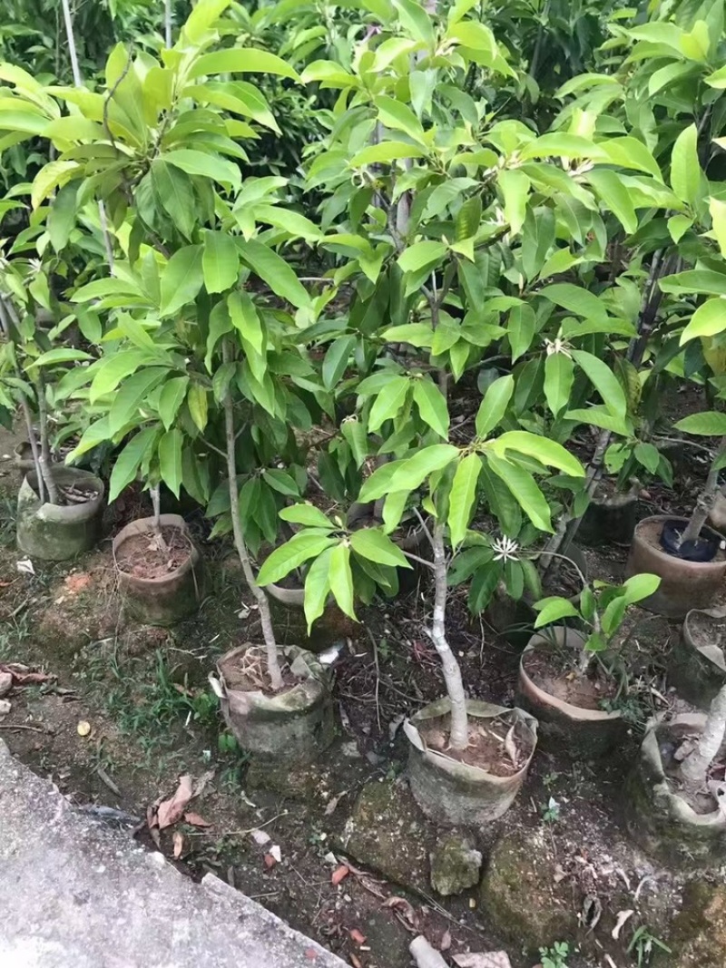 白玉兰树
