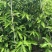 白玉兰树