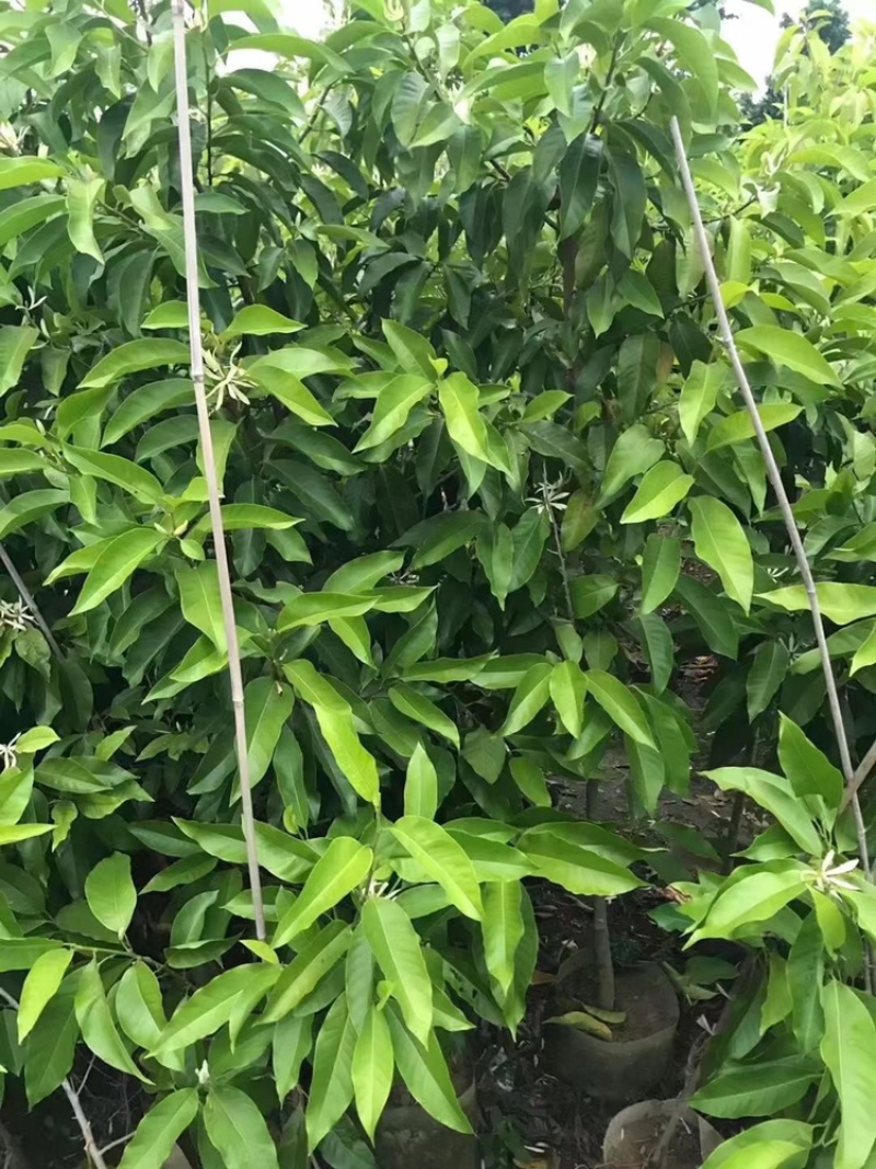 白玉兰树