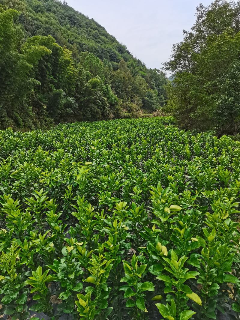 马家柚树苗红心柚树苗