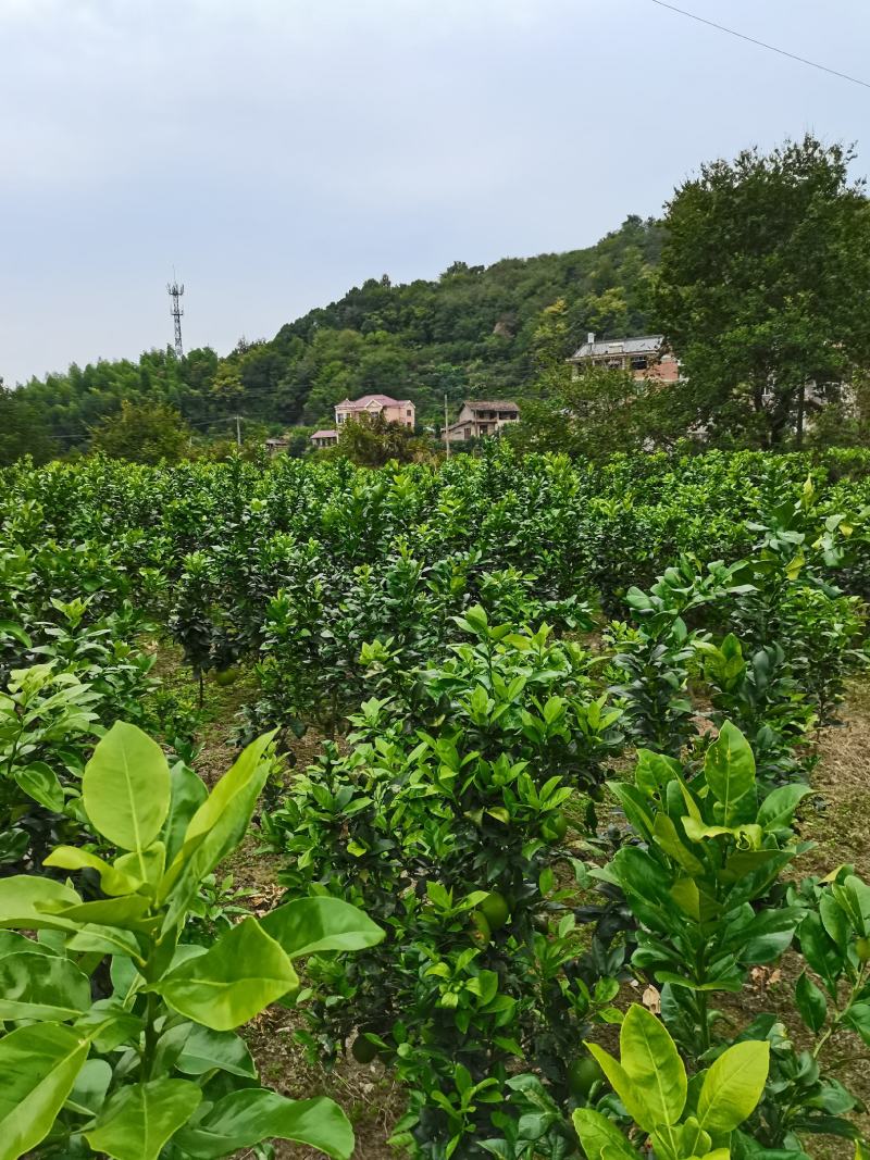 马家柚树苗红心柚树苗