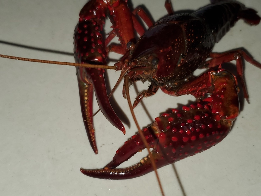 蓝小龙虾与普通小龙虾对比图