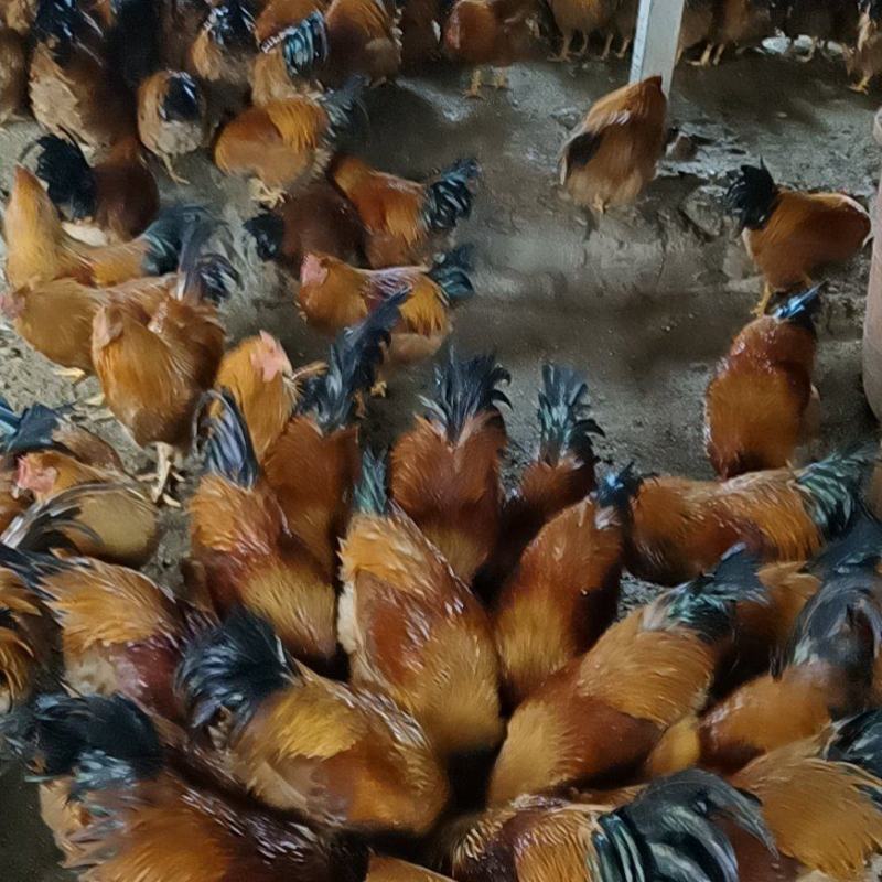 土鸡