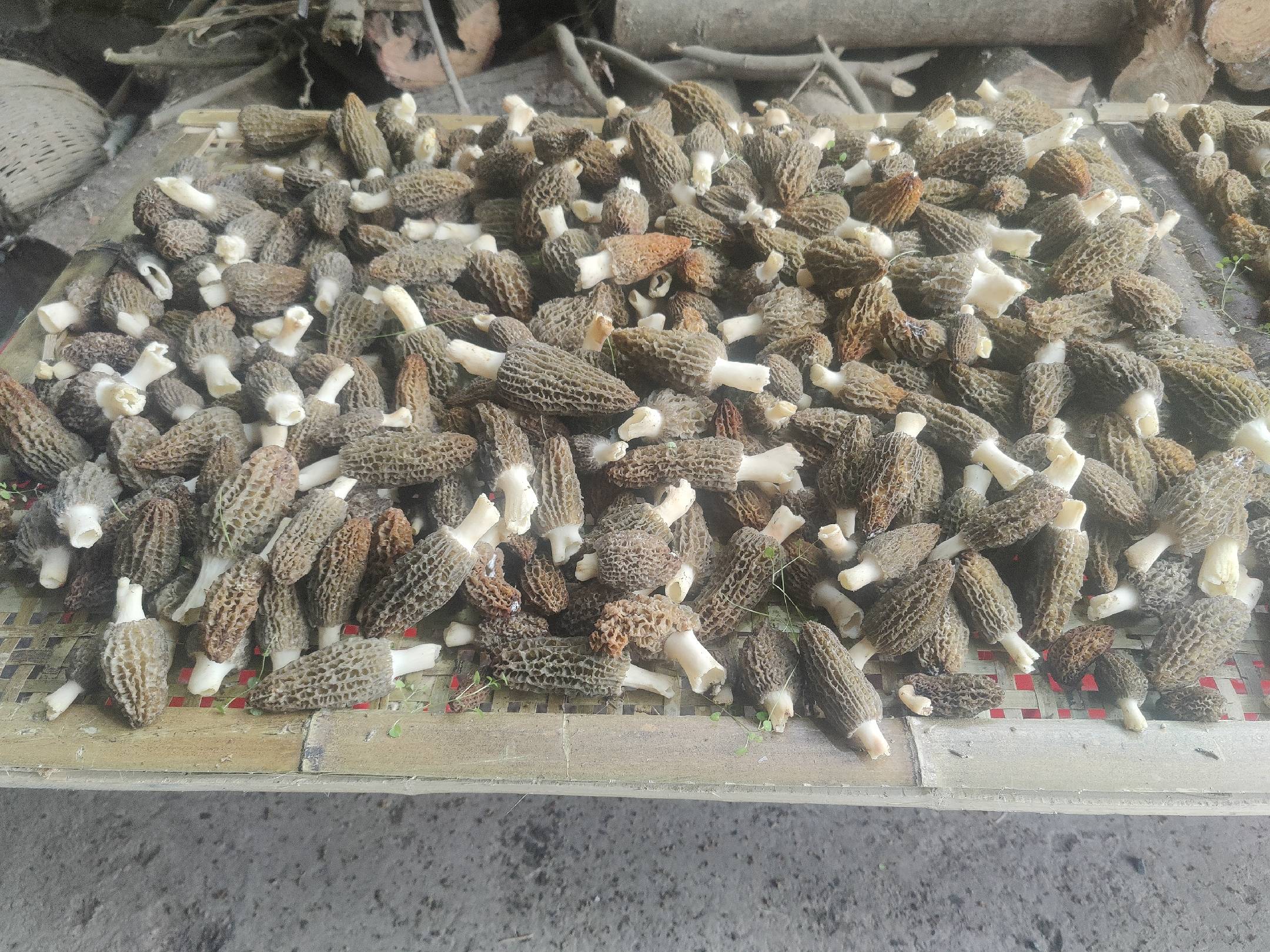 新鲜采摘的羊肚菌摆放在竹篮中,背景为山林环境 羊肚菌采摘场景