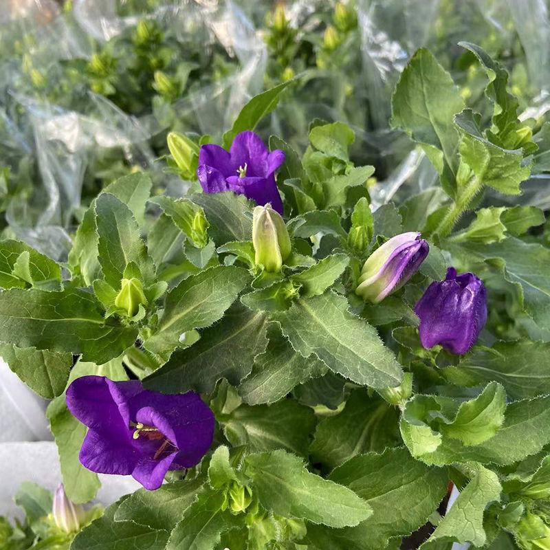 风铃花盆栽绿植花卉风铃草阳台庭院观花易爆盆好养净化空气