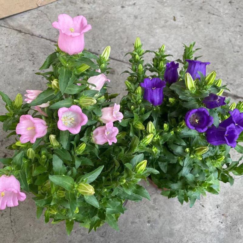 风铃花盆栽绿植花卉风铃草阳台庭院观花易爆盆好养净化空气