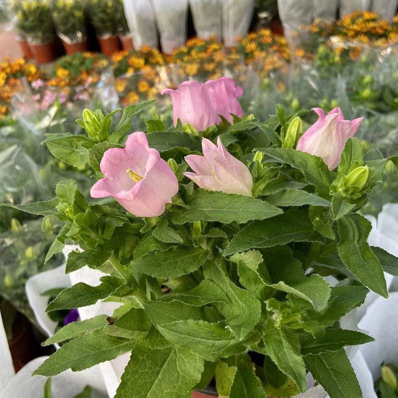 风铃花盆栽绿植花卉风铃草阳台庭院观花易爆盆好养净化空气