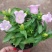 风铃花盆栽绿植花卉风铃草阳台庭院观花易爆盆好养净化空气